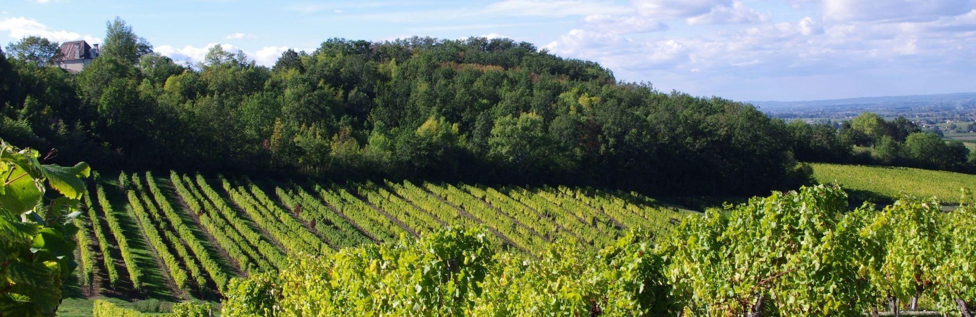 Vineyards in France 
