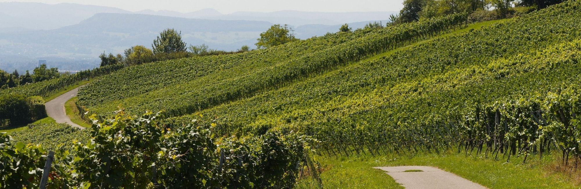 Burgundy vineyards Pixabay