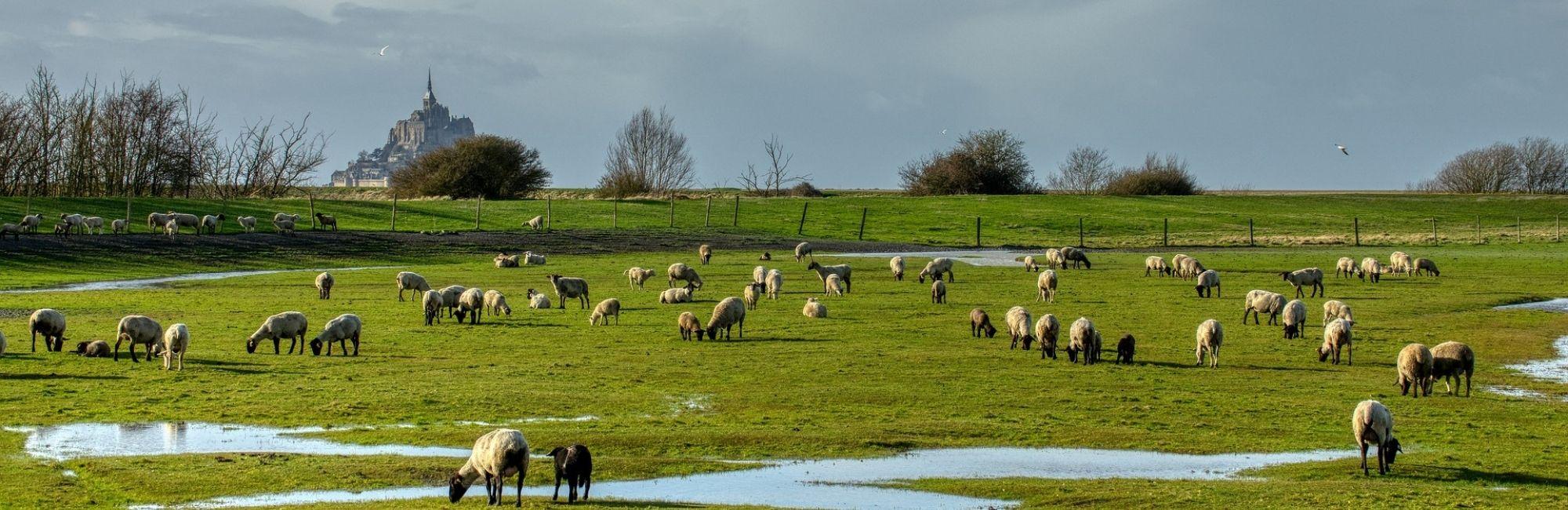 Normandy sheeps Pixabay
