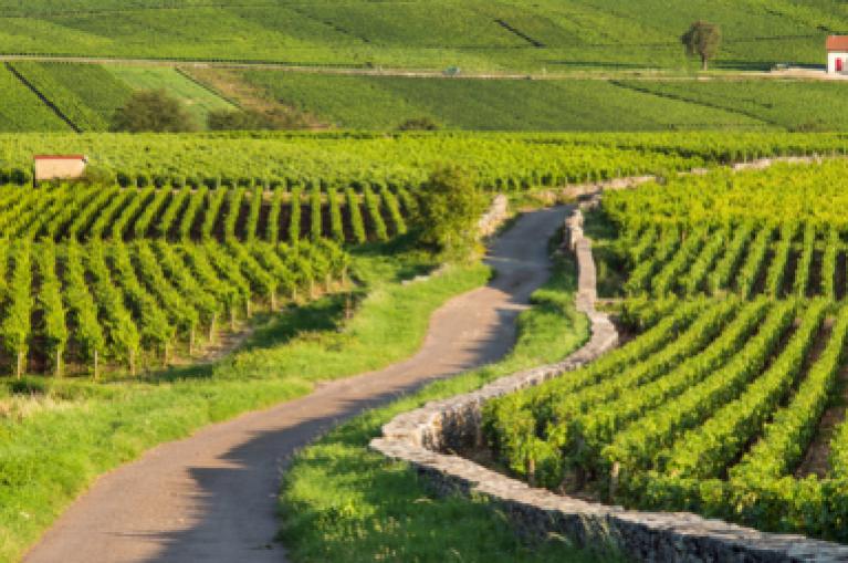 Cycling Burgundy and its prestigious vineyards