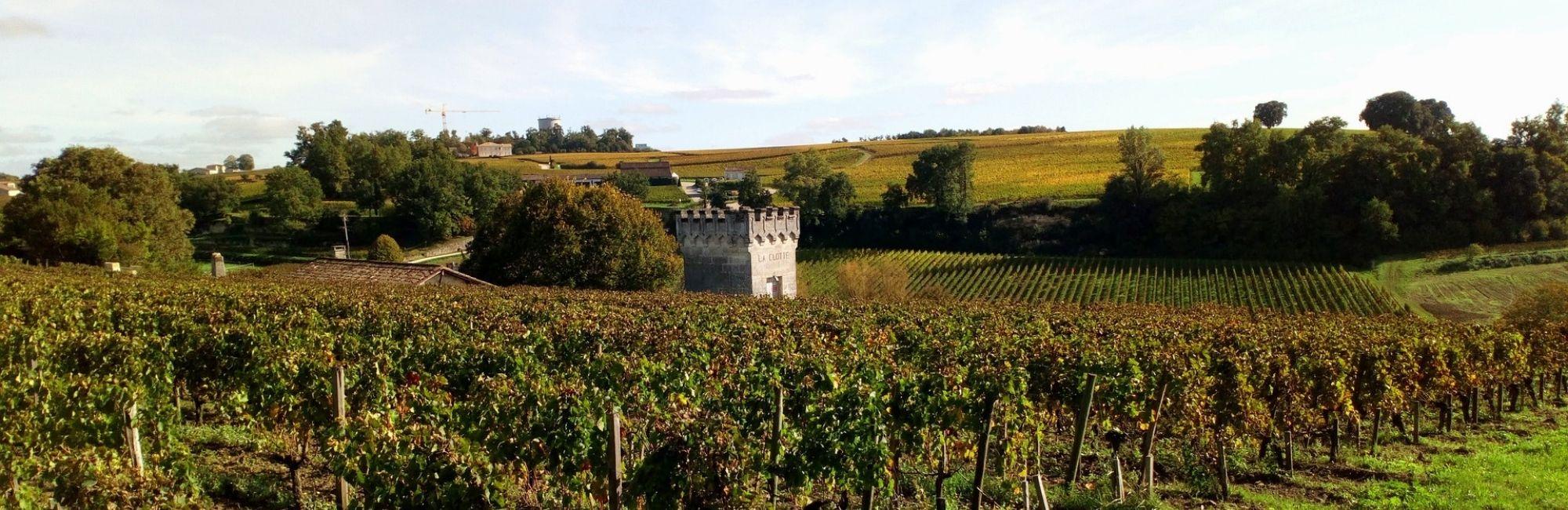 Bordeaux vineyards Pixabay