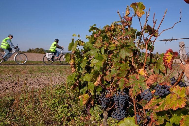Montlouis sur Loire vineyards - ©P.Forget