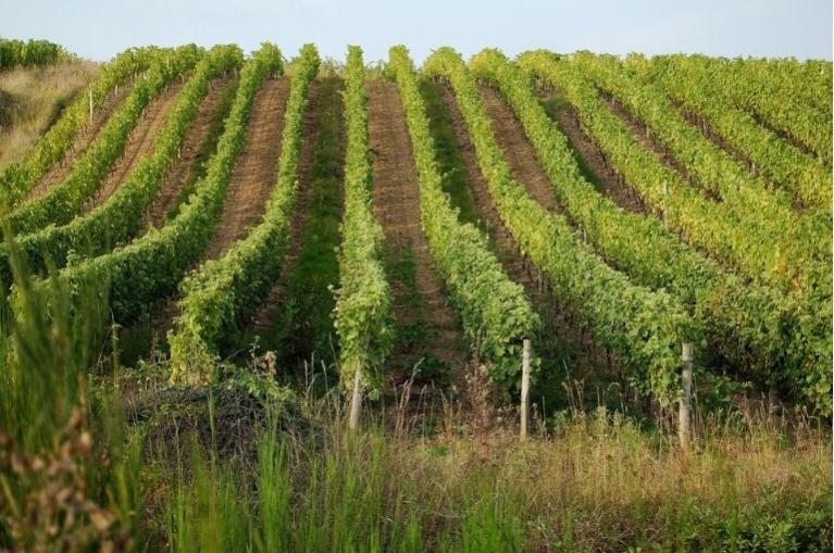 Loire vineyards-Pixabay