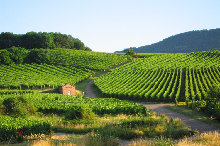 5 reasons to discover France by bike! (4)