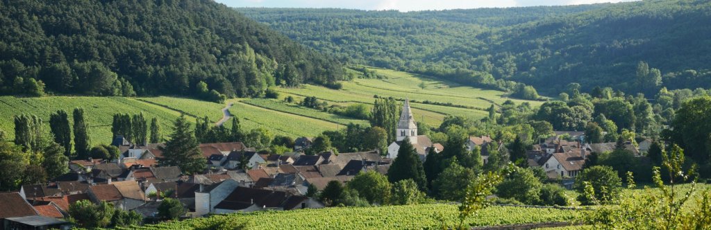vineyards in france