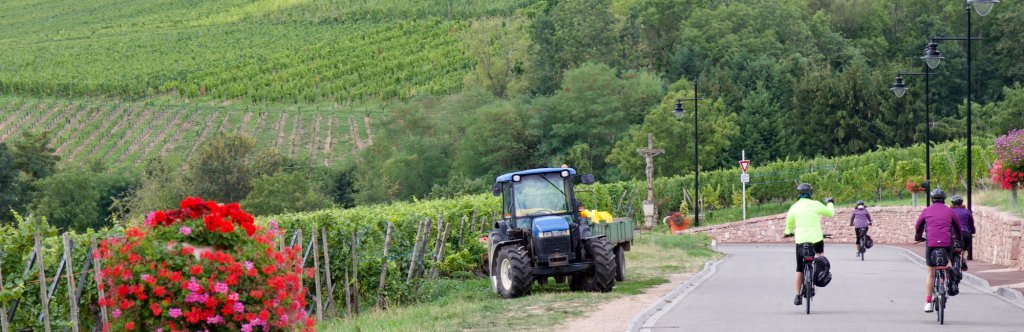 alsace vineyard with a tractor and tourist