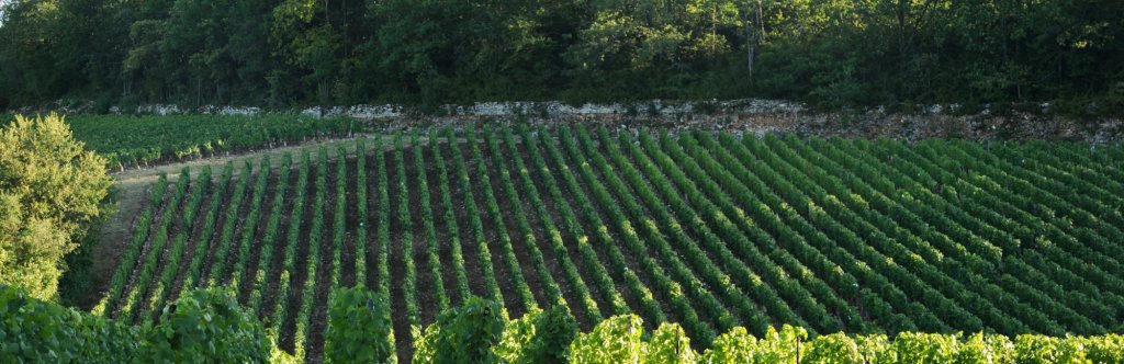 burgubdy vineyard